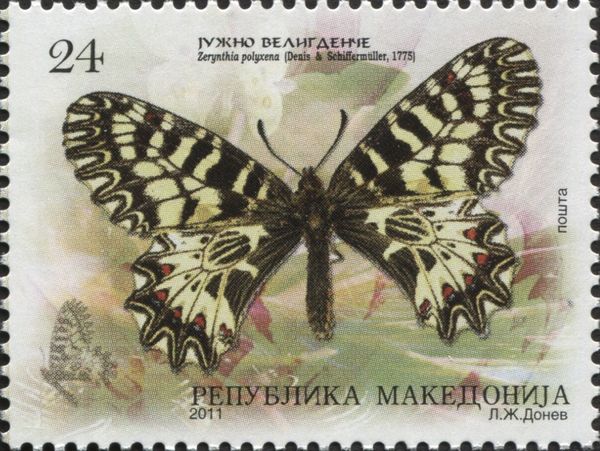 Southern Festoon (Zerynthia polyxena)