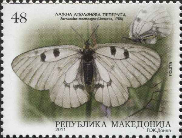 Clouded Apollo (Parnassius mnemosyne)