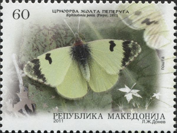 Eastern Greenish Black-tip (Elphinstonia penia)