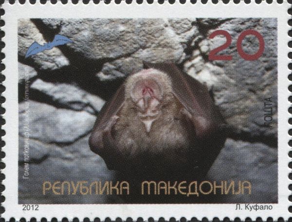 Greater Horseshoe Bat (Rhinolophus ferrumequinum)