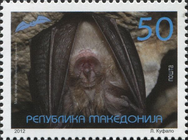 Lesser Horseshoe Bat (Rhinolophus hipposideros)