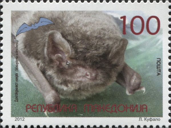 Schreibers's Long-fingered Bat (Miniopterus schreibersii)