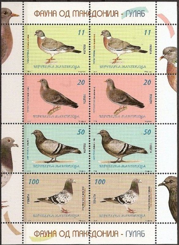 Common Woodpigeon (Columba palumbus)