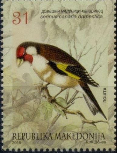 European Goldfinch (Carduelis carduelis domestica)