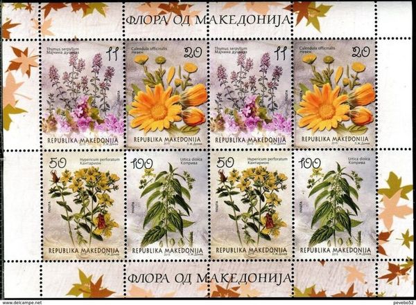 Calendula officinalis