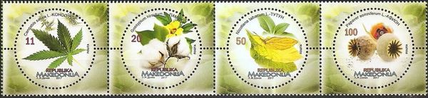 Cannabis sativa
