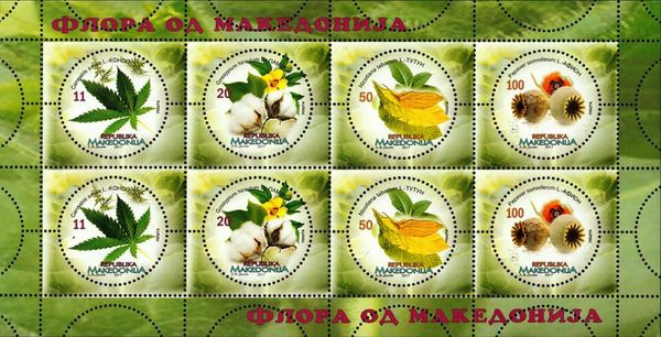 Tobacco (Nicotiana tabacum)