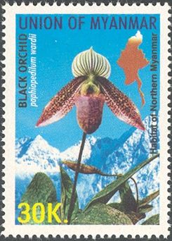 Ward's Paphiopedilum (Paphiopedilum wardii)