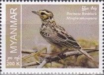 Burmese Bushlark (Mirafra microptera)