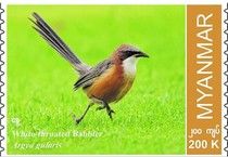 White-Throated Babbler (Argya gularis)