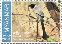 Hooded Treepie (Crypsirina cucullata)