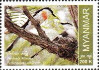 Jerdon's Minivet (Pericrocotus albifrons)