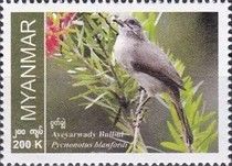 Ayeyarwady Bulbul (Pycnonotus blanfordi)