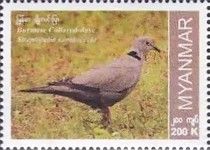 Burmese Collared Dove (Streptopelia xanthocycla)