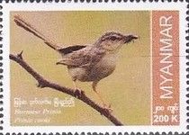 Burmese Prinia (Prinia cooki)