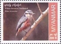 White-Browed nuthatch (Sitta victoriae)
