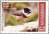 Burmese Tit (Aegithalos bonvaloti)