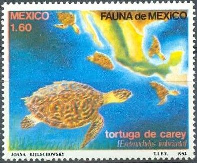 Hawksbill Turtle (Eretmochelys imbricata)