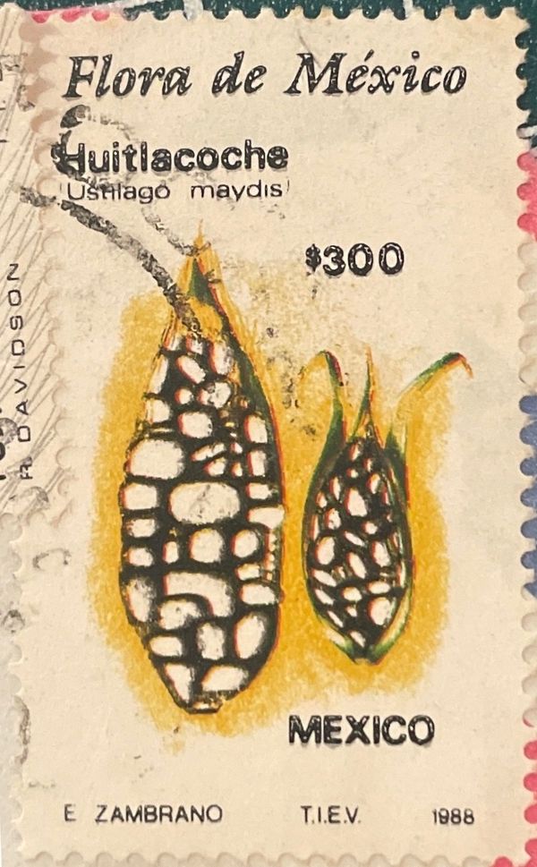 Huitlacoche (Ustilago maydis)