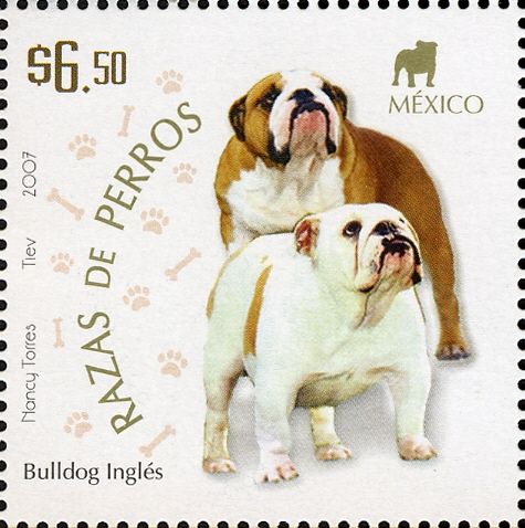 English Bulldog (Canis lupus familiaris)