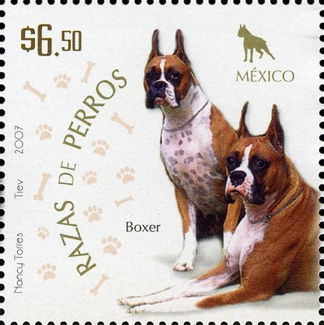 German Boxer (Canis lupus familiaris)