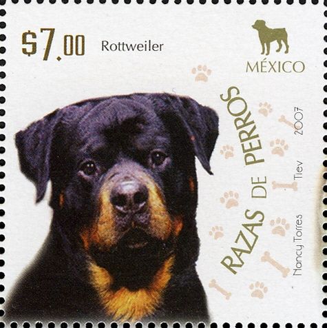 Rottweiler (Canis lupus familiaris)