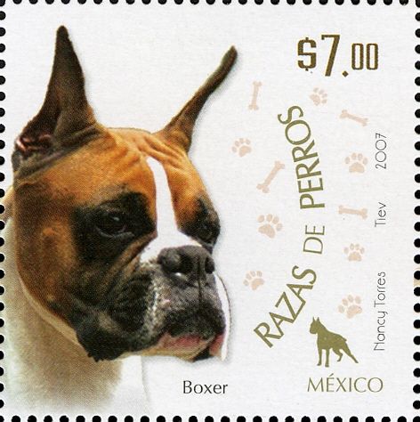 German Boxer (Canis lupus familiaris)