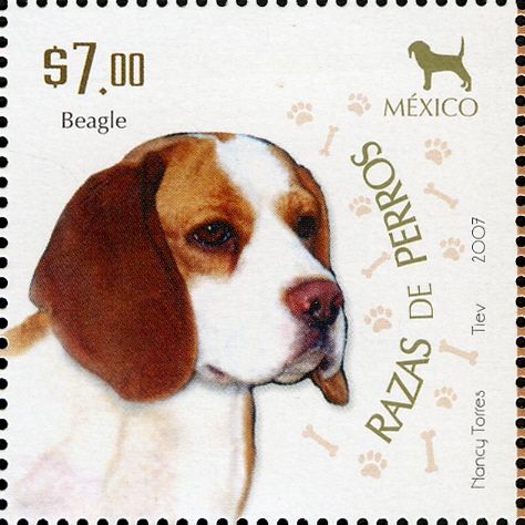 Beagle (Canis lupus familiaris)