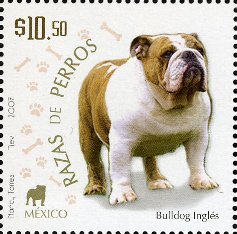 English Bulldog (Canis lupus familiaris)