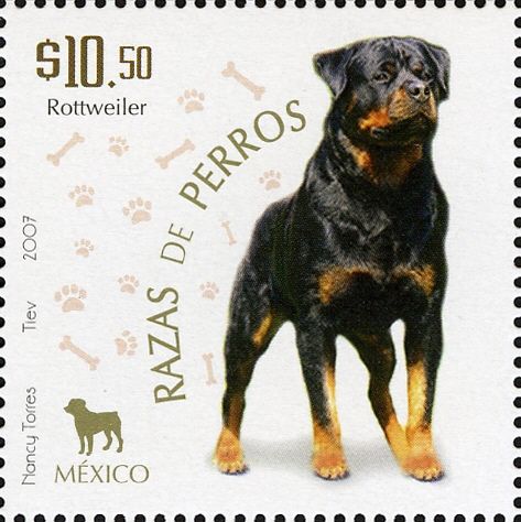 Rottweiler (Canis lupus familiaris)