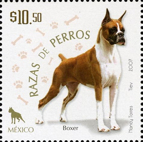 German Boxer (Canis lupus familiaris)