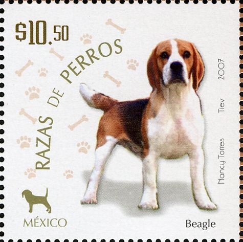 Beagle (Canis lupus familiaris)