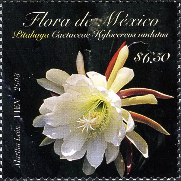 Pitaya (Hylocereus undatus)