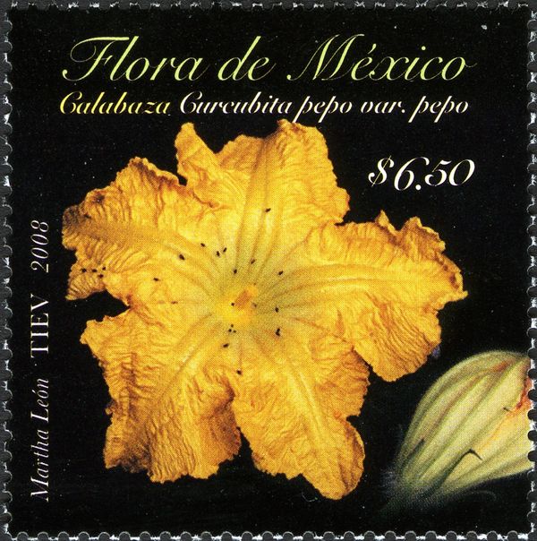 Calabaza (Cucurbita pepo pepo)