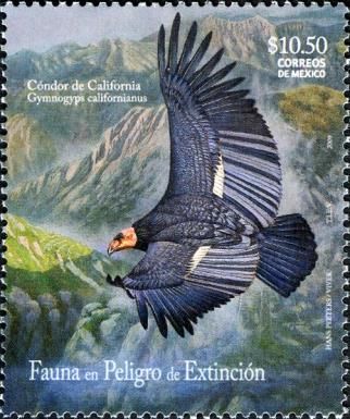 Californian Condor (Gymnogyps californianus)