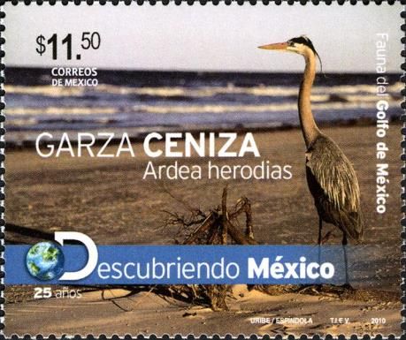 Great Blue Heron (Ardea herodias)