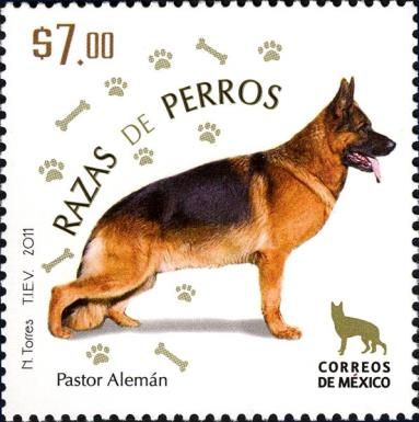 German Shepherd (Canis lupus familiaris)
