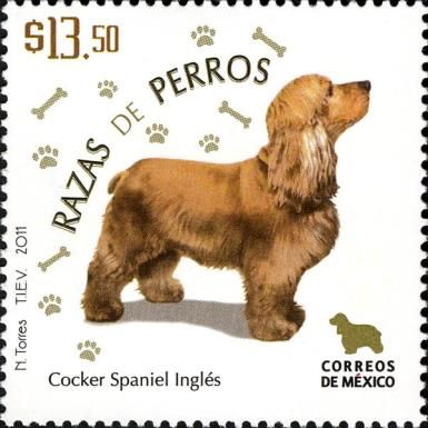 English Cocker Spaniel (Canis lupus familiaris)