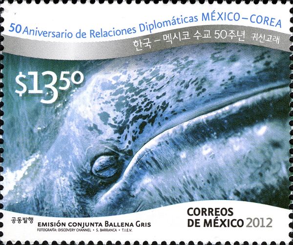 Grey Whale (Eschrichtius robustus)