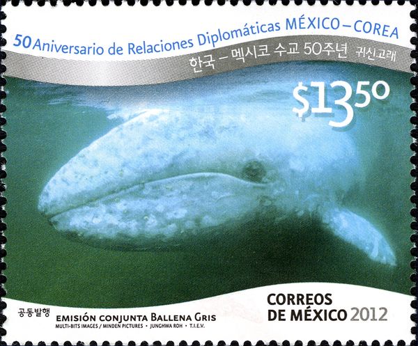 Grey Whale (Eschrichtius robustus)