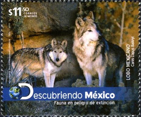 Mexican Wolf (Canis lupus baileyi) 