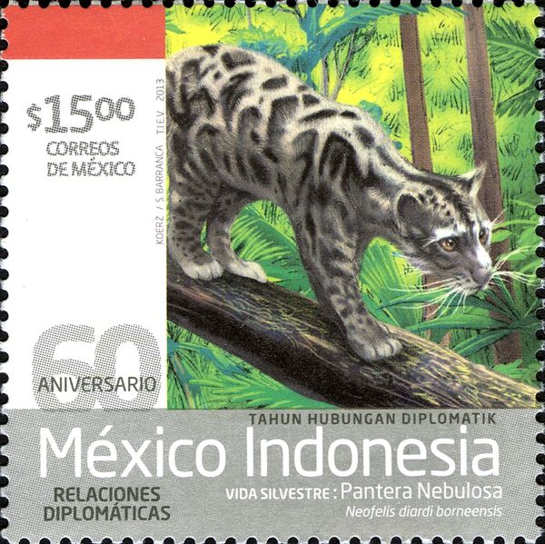 Sunda Clouded Leopard (Neofelis diardi ssp. borneensis)