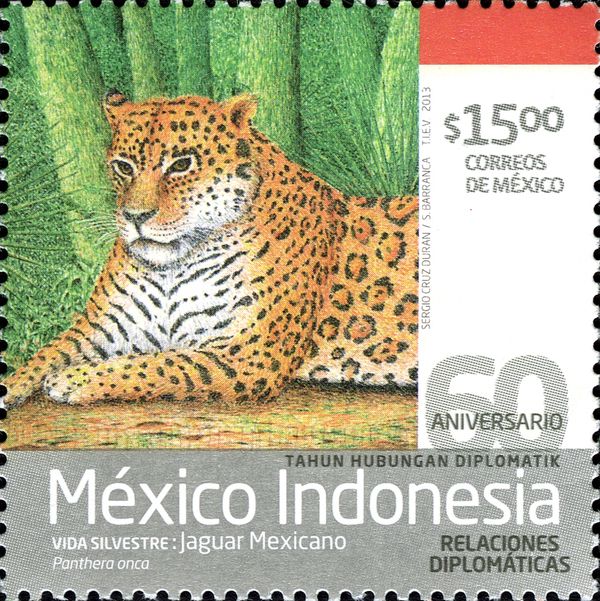 Jaguar (Panthera onca)