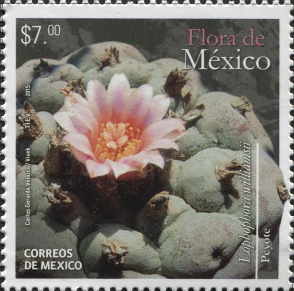 Lophophora williamsii
