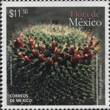 Mammillaria mystax