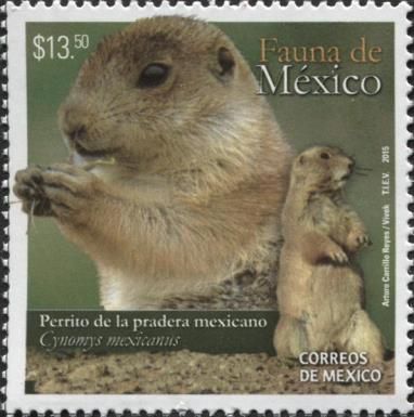 Mexican Prairie Dog (Cynomys mexicanus)