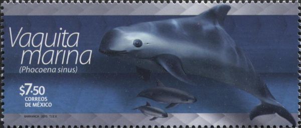 Vaquita (Phocoena sinus)