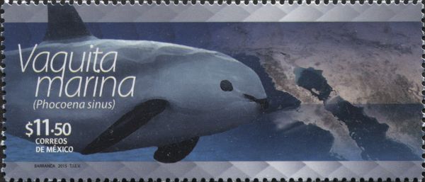 Vaquita (Phocoena sinus)