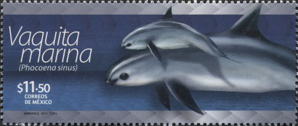 Vaquita (Phocoena sinus)