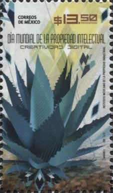 Maguey´s Plant